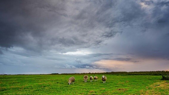 Schafe stehen auf einer Wiese. © NDR Foto: Lorenz Wodzinski