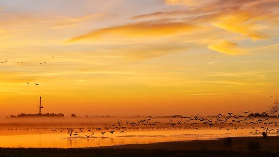Gänse fliegen von einem Feld in der Gegensonne in die Luft. © NDR Foto: Jens Ballmann
