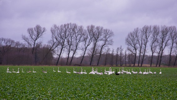 Ein Vogelschwarm auf einem Feld an der Ems in Heede. © NDR Foto: Anna Heidtmann