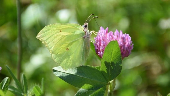 Ein Schmetterling auf einer Kleeblüte zwischen Heede und Neudersum im Emsland © NDR Foto: Anna Heidtmann