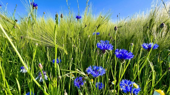 Kornblumen blühen am Rande eines Feldes im Landkreis Diepholz. © NDR Foto: Petra Quade