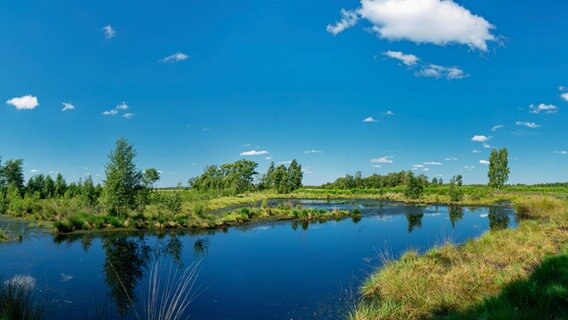 Ein Tümpel im Diepholzer Moor © NDR Foto: Bernd Jöhnk