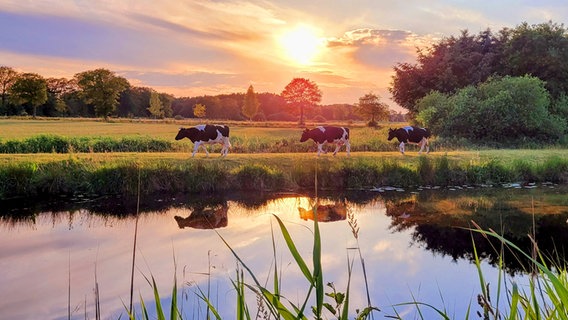 Kühe im Sonnenuntergang am Nordgeorgsfehnkanal in Uplengen © NDR Foto: Marion Holtz