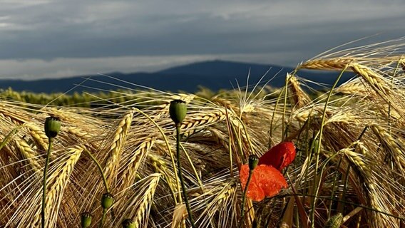 Getreide und Mohn (von der Sonne angestrahlt). Im Hintergrund dunkle Berge (Brocken). © NDR Foto: Tanja Ehlers