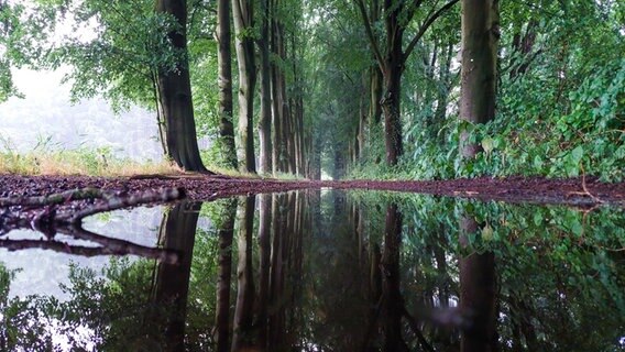 Eine Allee spiegelt sich in einer Pfütze auf einem Weg. © NDR Foto: Sandra Bittner-Hellbernd