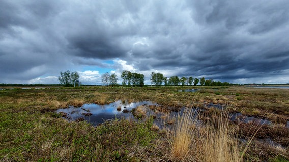 Blick auf das wolkenverhangene Badhorner Moor in Hoogstede (Landkreis Grafschaft Bentheim). © NDR Foto: Hilda Slaar
