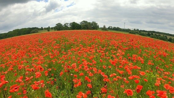 Ein Mohnfeld bei Göttingen © NDR Foto: Hans-Jürgen Schmidt