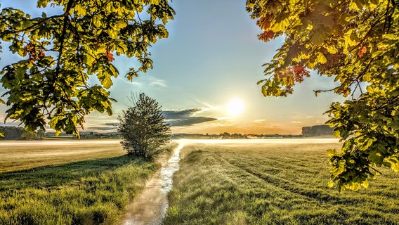 Der Violenbach in Melle im Sonnenaufgang mit Bodennebel © NDR Foto: Michael Uffmann