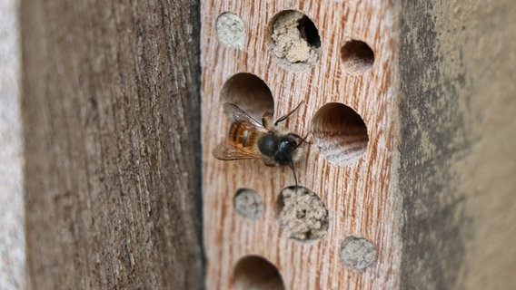 Eine Nisthilfe für Wildbienen. © Stadt Osnabrück 