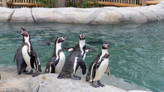 Humboldt-Pinguine sind in ihrem neuen Gehege im Zoo Osnabrück zu sehen. © Friso Gentsch/dpa Foto: Friso Gentsch