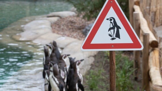 Humboldt-Pinguine sind in ihrem neuen Gehege im Zoo Osnabrück zu sehen. © Friso Gentsch/dpa Foto: Friso Gentsch