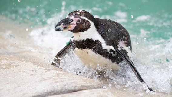 Ein Humboldt-Pinguin ist in seinem neuen Gehege im Zoo Osnabrück zu sehen. © Friso Gentsch/dpa Foto: Friso Gentsch