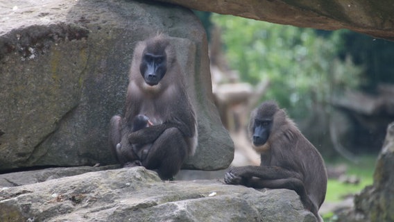 Zwei seltene Drillaffen sitzen im Zoo Osnabrück auf einem Stein. © Zoo Osnabrück 