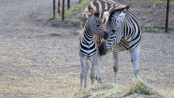 Das Bild zeigt Zebras im Zoo Osnabrück. © Zoo Osnabrück 