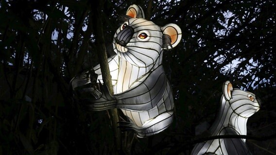 Leuchtende Koalafiguren im Zoo Osnabrück. © Zoo Osnabrück 