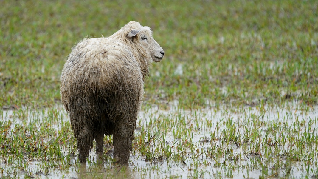 Rain, thunderstorms, a drop in temperature: This is what the Easter ...