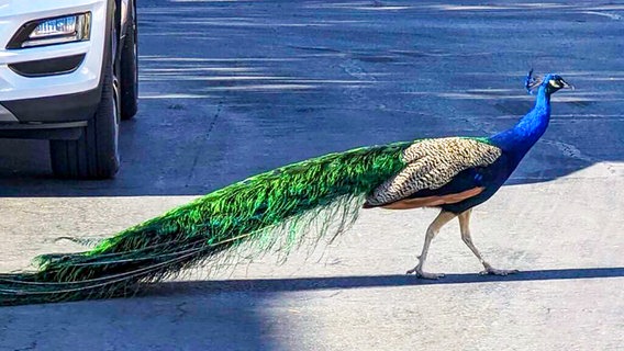 Ein Pfau auf einer Straße (Themenbild) © picture alliance/ASSOCIATED PRESS Foto: Felicity Carter