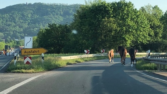 Drei Pferde sind ausgebüxt und laufen bei Rinteln im Landkreis Schaumburg über die B238. Drei Pferde sind ausgebüxt und laufen bei Rinteln im Landkreis Schaumburg über die B238. © Polizeiinspektion Nienburg / Schaumburg