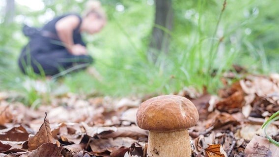 Ein Steinpilz steht zwischen Laub auf dem Waldboden, im Hintergrund kniet eine Frau. © dpa-Bildfunk Foto: Ole Spata