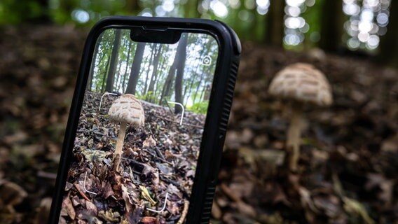Ein Pilz wird mit einem Handy fotografiert. © Sina Schuldt/dpa Foto: Sina Schuldt