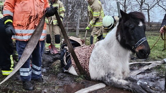 Feuerwehrkräfte ziehen in Lehrte ein Pony aus dem Schlamm. Feuerwehrkräfte ziehen in Lehrte ein Pony aus dem Schlamm. © Freiwillige Feuerwehr Lehrte/dpa