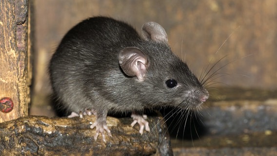 Eine Ratte dreht den Kopf zur rechten Seite. © picture alliance / blickwinkel Foto: W. Pattyn