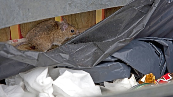 Eine Ratte in einer Mülltonne. © picture alliance / blickwinkel/H. Schulz | H. Schulz Foto:  H. Schulz