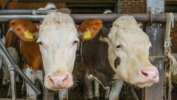 Kühe im Stall © picture alliance/Schoening 