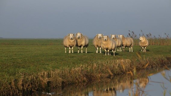 Eine kleine Herde Schafe starrt in die Kamera, während sie neben einem Bach steht. © picture-alliance/dpa Foto: M. Woike