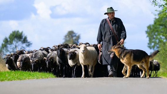 Julian Schulz, Schäfer, treibt mit seinen Hütehunden die Heidschnucken-Herde auf einer Straße entlang. © dpa Foto: Philipp Schulze
