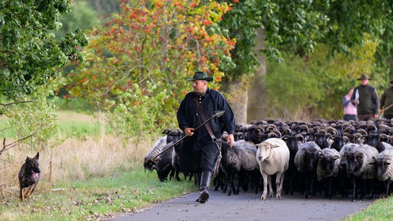 Julian Schulz, Schäfer, treibt mit seinen Hütehunden eine Heidschnucken-Herde auf einer Straße entlang. © dpa Foto: Philipp Schulze