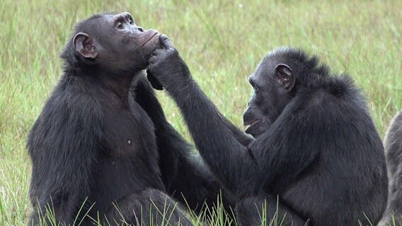 Das Bild zeigt zwei Schimpansen. © Ozouga chimpanzee project Foto:  Tobias Deschner