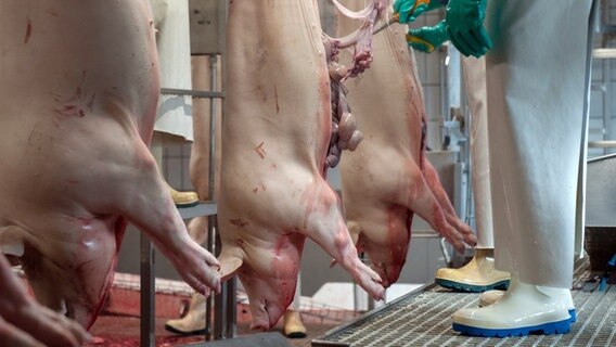 Schweine hängen nach der Tötung an einem Laufband im Zerlegebereich eines Schlachthofes. © picture alliance Foto: Ingo Wagner/dpa