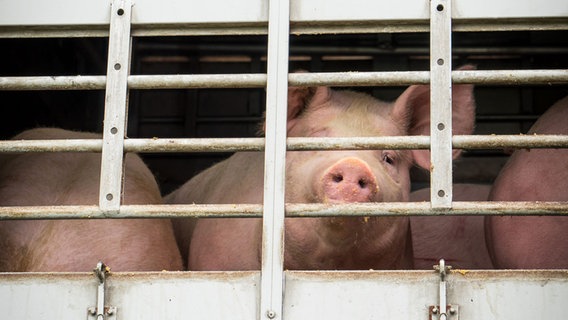 Ein Schwein schaut durch das Gitter eines Viehtransporters. © picture alliance/Countrypixel/FRP 