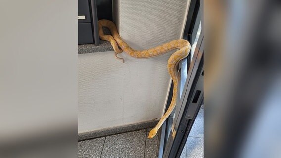 Eine Python in einem Hausflur. © Feuerwehr Hannover Foto: Feuerwehr Hannover