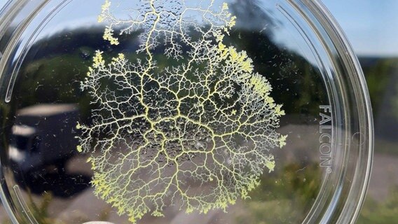 Der Schleimpilz Physarum polycephalum zeigt sich in Form von grün-verzweigten "Äderchen" auf einer Petrischale. © picture alliance/dpa/MPI-DS | Nico Schramma Foto: Nico Schramma