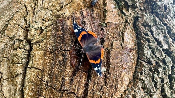 Ein "Admiral"-Schmetterling lässt sich auf dem Lockmittel nieder und frisst die süße Mischung. © NDR Foto: Marie Stiller