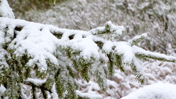 Ein schneebedeckter Tannenzweig. © Nord-West-Media TV 