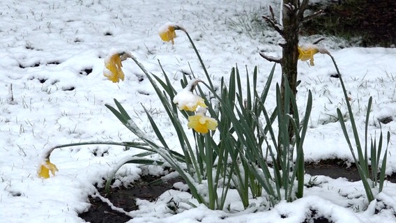 Osterglocken stehen im Schnee. © NonstopNews 