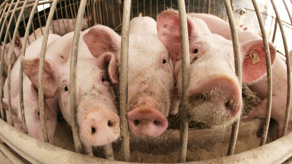 Dicht gedrängt stehen Schweine im Stall eines Mastbetriebes und schauen durch die Gitterstäbe. ©  dpa Report Foto: Patrick Pleul