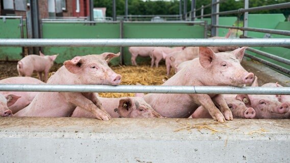 Schweine schauen aus ihrem Stall auf einem landwirtschaftlichen Betrieb. © picture-alliance/dpa Foto: Mohssen Assanimoghaddam