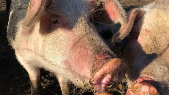 Das Bild zeigt mehrere Schweine die an der Kamera schnüffeln. © NDR Foto: Hedwig Ahrens