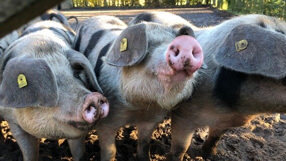 Das Bild zeigt mehrere Schweine die an der Kamera schnüffeln. © NDR Foto: Hedwig Ahrens