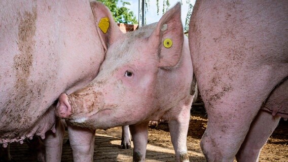 Schweine stehen in einem Stall. © picture alliance/Countrypixel | FRP Foto: FRP