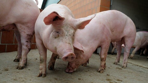 Das Bild zeigt Schweine in einem Mastbetrieb. © picture-alliance / dpa Foto: Krick
