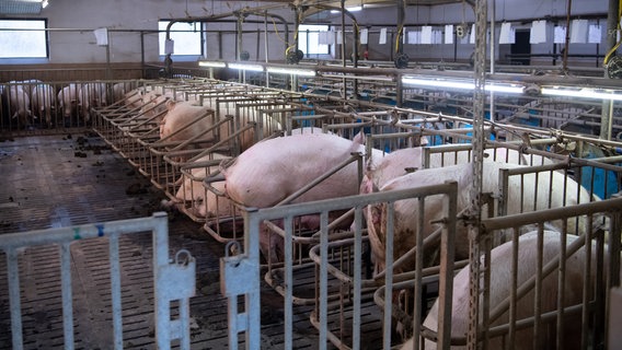 Das Bild zeigt Schweine in einem Mastbetrieb. © picture-alliance / dpa Foto: Sven Hoppe