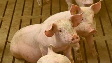 Schweine liegen im Stall eines Mastbetriebes. © picture alliance/dpa Foto: Carsten Rehder
