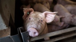 Ein Schwein steht in dem Stall eines Mastbetriebs. © picture alliance/photothek Foto: Ute Grabowsky