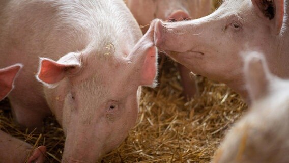 Schweine stehen in einem Stall. © picture alliance / CHROMORANGE | Udo Herrmann Foto: Udo Herrmann