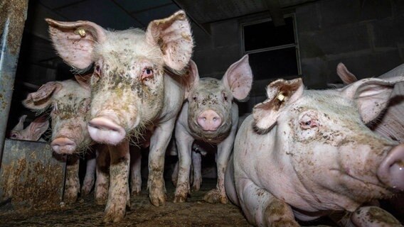 Dreckige Schweine in einem Stall- © Deutsches Tierschutzbüro e.V./Deutsches Tierschutzbüro e.V./obs Foto: obs